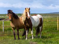 24 Faszination Islandpferde